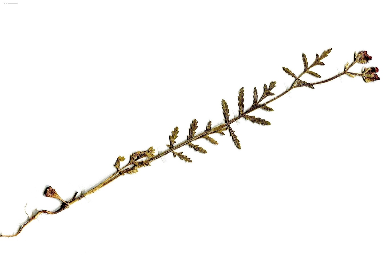 Turgenia latifolia (Apiaceae)
